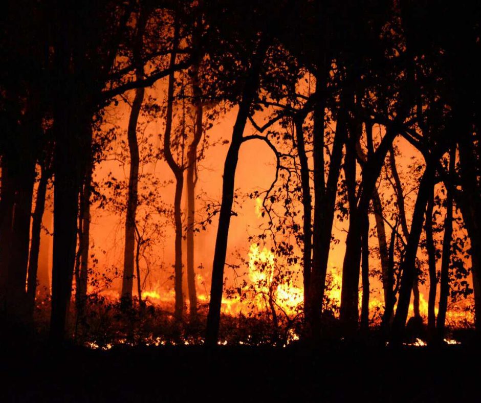 Photo Of Burning Forest